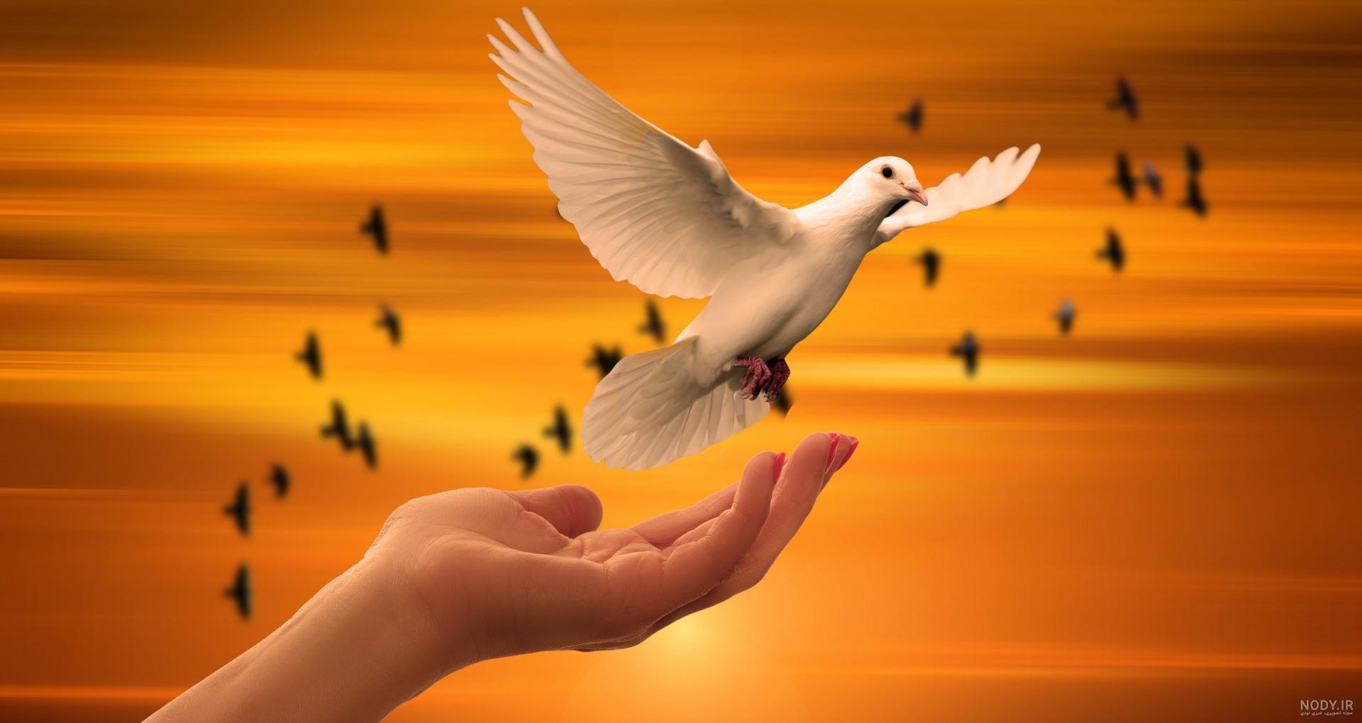 آزادی، پرنده‌ای درونِ جان آدمی